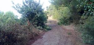 une route dans la foret