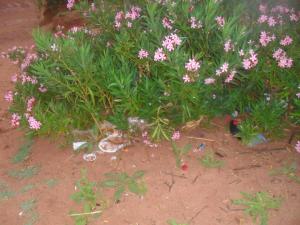 pollution du barrage Tiout