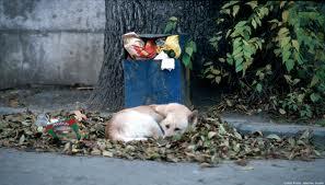 TLEMCEN  -  Un chien enragé sème la panique à Remchi