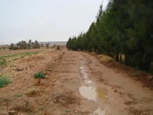 Gnefid sous la pluie.