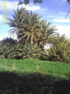 Jardin de Ksar Kourdane