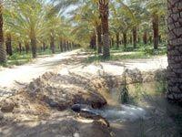 Algérie - Une enveloppe destinée à 5 wilayas du sud:  50 milliards de DA pour développer l’agriculture