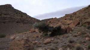 ENTREE DE DJEBEL EL-AARFA VERS DAMOUS - La Grotte LOUCIF OUSSEHNOUN