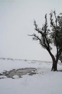 Zintoune BANDALLI- LA MESKIANA