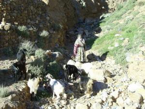 chir aures ( algerie) 2005