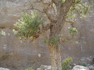 Malou n'Tkuku. Tkout