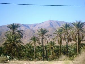 Palmeraie de El Kantara