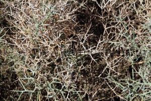 Plantes sauvages à Taghit