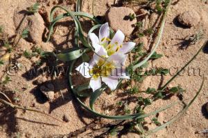 Fleur du desert à Beni Ounif