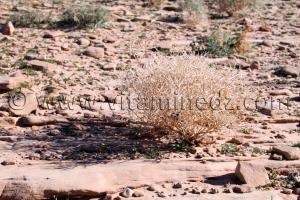 Plantes sauvages à Beni Ounif
