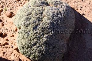 Plante sauvage bizarre à coté de Beni Ounif