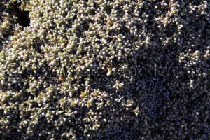 Plante sauvage bizarre (épineuse) à coté de Beni Ounif