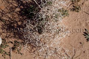 Plantes sauvages à Beni Ounif