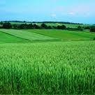 Sétif - Céréaliculture:  Le désherbage en débat