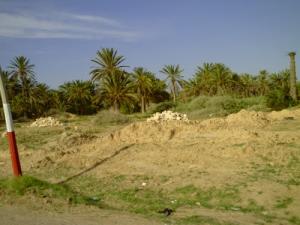 deglette nour algerie