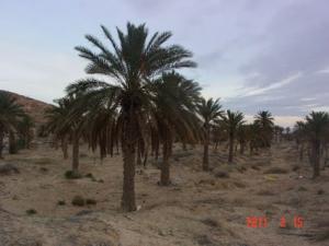 Palmeraie au nord de Bouchagroun