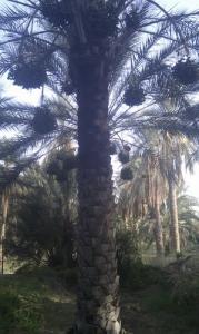 Palmier Dattier