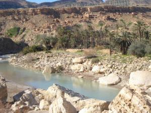 tabouyahmat (palmiers d'oued el arab)