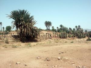 Tiout, Naâma en Algérie