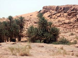 Tiout, Naâma en Algérie  Lancement prochain de la première expérience de maïsiculture