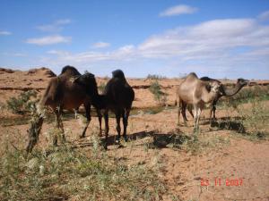 Sahl Labadla - Bechar
