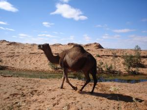 Kamel - Between Labadla and Guir Lotfi
