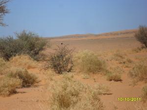 l'oiseau du désert à igli bechar