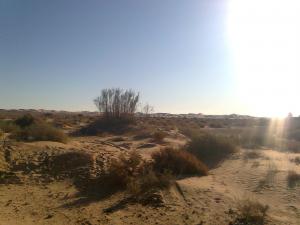 Ourarout, oasis près de Beni-Abbès