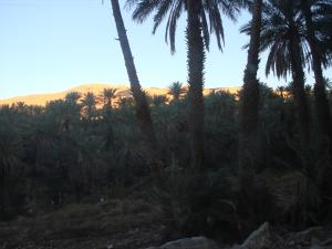 Taghit Palmeraie