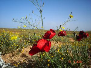 Coquelicot (Papaver rhoeas)????? ???????