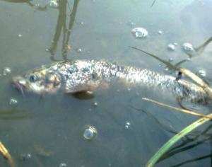 Sidi Aïch (Béjaïa) - Oued Soummam:  Mort suspecte de poissons