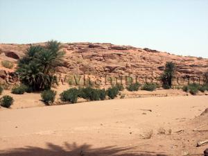 Tiout, avec ses variétés de palmiers dattiers sont H\'mira, El Hartan et Feggous
