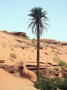 Tiout, et ses palmiers en voie de disparition