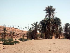 Palmeraie de Tiout, Oasis du Sud Ouest Algerien (Wilaya de Naama)