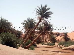 Tiout, Bioclimat Saharien aride à hiver froid