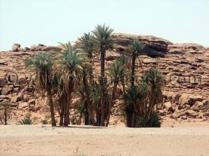 Végétation de Tiout, Oasis du Sud Ouest Algerien (Wilaya de Naama)