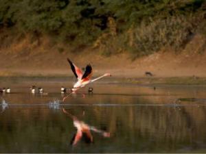 Fêter la journée mondiale des zone humides au Jardin d'Essai