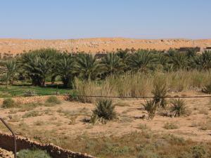 08M- Oasis à l'entrée de Bechar