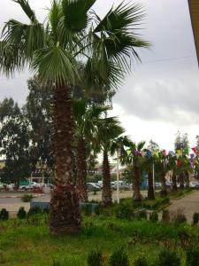 Blida