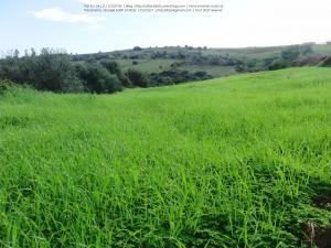 Laazayeb (Hauteurs de Amroussa - Atlas blidéen), W. de Blida