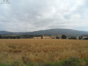 Champ au pied de l?Atlas blidéen à Amroussa, W. Blida, Algérie, 06/2012