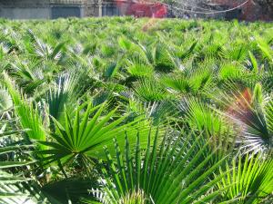 Bahli (Soumaa - Mitidja), Wilaya de Blida