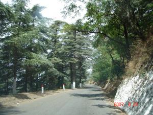 Foret de Chreah Blida