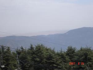 Foret de Chreah Blida