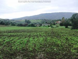 Laazayeb (Hauteurs de Amroussa - Atlas blidéen), W. de Blida