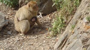 Les singes de Chiffa