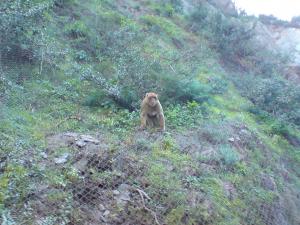 Les gorges du chiffa-médéa