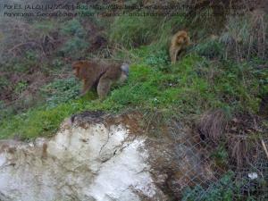 Chiffa (Atlas blidéen), Wilaya de Blida