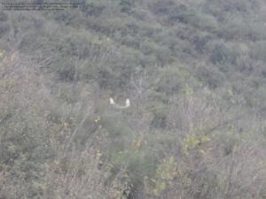 Sidi El Mahdi, Hauteurs de Amroussa, Bouinan, (Atlas blidéen), Wilaya de Blida