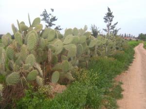 Pipal, comme une clôture